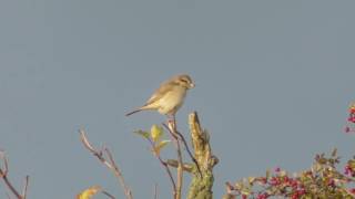 Daurische klauwier  Daurian shrike [upl. by Lexy]