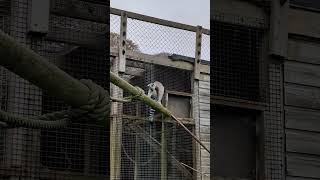 Ring tailed lemur climbing [upl. by Onyx118]