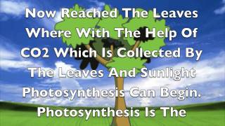 Osmosis Cohesion Adhesion Transpiration and Photosynthesis [upl. by Mourant]