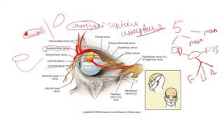 5 нервтің nervus trigeminus 1 тармағы nervus ophthalmicus [upl. by Eirahs]