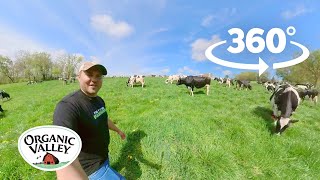 Cows are out on a Wisconsin Farm  360° VR [upl. by Htederem]