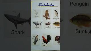 Vertebrates amp Invertebrates Chart for Classroom 🌸 biology science class shorts [upl. by Nowaj203]