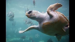 Facts The Loggerhead Sea Turtle [upl. by Nolyarg332]