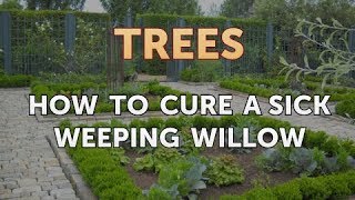 How to Cure a Sick Weeping Willow [upl. by Underwood]