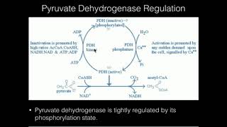 Pyruvate Dehydrogenase Covalent Regulation [upl. by Reinwald]