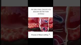 Process of blood clotting 👍 animation science biology study bloodclotting trending explore [upl. by Balfour644]