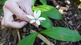 Queens cup Clintonia uniflora [upl. by Anujra334]