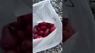 Macopa rose apple food cooking cookingvlog everyone [upl. by Hofstetter]