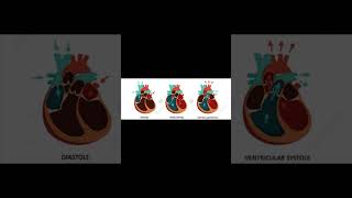 A level biology edexcel A Cardiac cycle [upl. by Hughett]