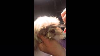 Trimming nose hair on toy breeds [upl. by Voorhis]