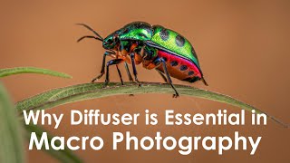 Diffuser in Macro Photography A demonstration with Godox MF12 [upl. by Domenico993]