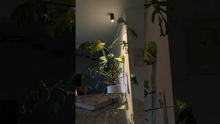 I finally gave my monstera a plant light after 5 years monstera plantlight hangingplantlight [upl. by Glendon]