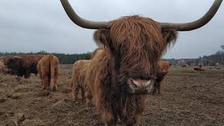 Highland Cattle Dlaczego ta rasa a nie inna [upl. by Anirdnaxela]