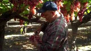 Crimson Grapes being Harvested in Fowler CA [upl. by Jameson715]