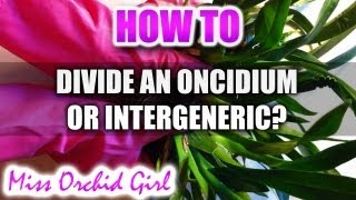 How to divide an Oncidium or Intergeneric [upl. by Ylhsa475]