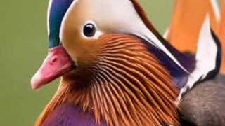 Mandarin Duck  Anatra Mandarina  Aix Galericulata [upl. by Wil872]