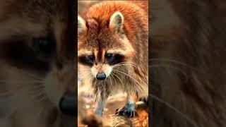 Racoon Procyonidae [upl. by Armanda]