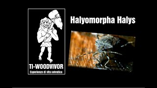 Halyomorpha Halys 2022 [upl. by Ecnatsnoc]