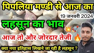 लहसून में आज फिर जोरदार तेजी पिपलिया मंडी today fresh garlic report in India [upl. by Ber]