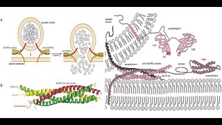 The Mechanism of Tetanus and Botulinum Botox Toxins How Botox Works [upl. by Compton]