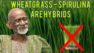 Dr Sebi Explains Why Wheatgrass And Spirulina Are Hybrids [upl. by Nalyt]