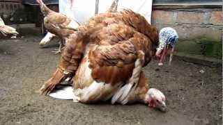 Ritual Kawin Kalkun Breeding Turkeys [upl. by Latreshia6]