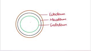 Diploblastic and Triploblastic organisms biology neet basics mbbs neet [upl. by Sheree]