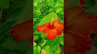 Hibiscus plant  English hibiscus plant shortvideo [upl. by Genesa]