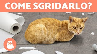 Come SGRIDARE correttamente un GATTO 🐱✅ Educazione felina [upl. by Rahmann]