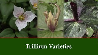 Trillium Plants  Varieties and How to Grow Them [upl. by Jason663]