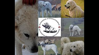 Kuvasz falka Erdélyben2021 [upl. by Jada]