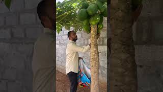 Organic Papaya…trending youtubeshorts viralshorts ytshorts shorts [upl. by Razid188]