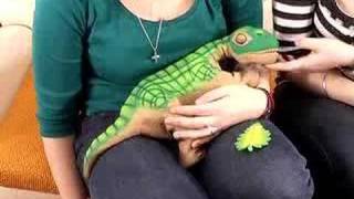 Ugobes Pleo dinosaur robot reviewed by Shiny Media [upl. by Ardaid]