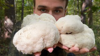 The Mushroom That Tastes JUST Like Crab  Lions Mane Foraging [upl. by Aurora]