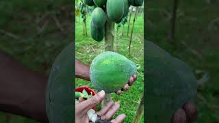 সময় মতো পেঁপে সংগ্রহ করুন farmers food papayacultivation farming পেঁপে viralvideo [upl. by Kanal]