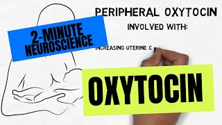 2Minute Neuroscience Oxytocin [upl. by Naleag706]