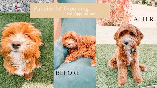 Cavapoo Puppys 1st Grooming amp Vet Appointment  Dog Vlog  Archie amp Alfred [upl. by Ahsinehs]