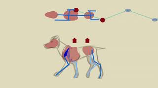 quadruped locomotion [upl. by Aivatco373]