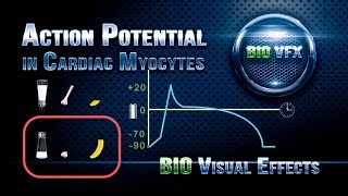 Cardiac Action Potential  Electrophysiology  Cardiomyocytes  Cardiology🫀 [upl. by Ynatsyd]