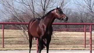 Zips Chocolate Chip  The Alltime Leading Sire of AQHA Western Pleasure Horses [upl. by Atila]