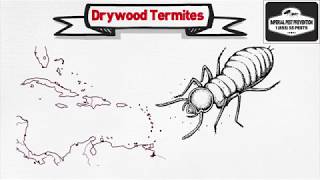 Drywood Termite Facts [upl. by Ynos]