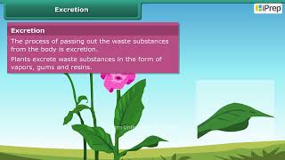 Living Organisms and Excretion  Chapter 10  Science  Class 6  iPrep [upl. by Angil]