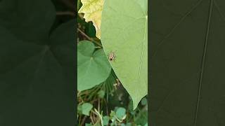 Golden beetle beetle hercules sigma of beetle [upl. by Nyleek]