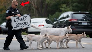 Policeman Helps Lynx Family Cross The Road But No One Expected What Happened Next [upl. by Bakeman]