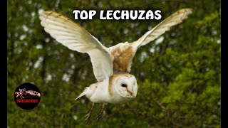 LECHUZA COMUN – LECHUZAS GIGANTES – La lechuza mas grande del mundo [upl. by Ahtela]