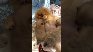 Pomeranian Pomeranian baby cute dog [upl. by Asiat]