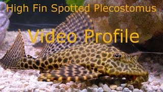 High Fin Spotted Plecostomus Video Profile [upl. by Nalra523]