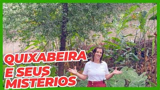 Cris Conta um Conto  Quixabeira  Jardim Botânico Plantarum [upl. by Ardnot680]