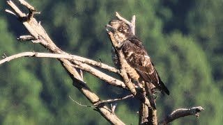 サシバ 野鳥 Greyfaced buzzard Butastur indicus wildbirds [upl. by Nirihs960]