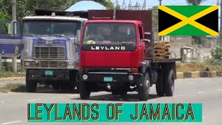 Leylands of Jamaica [upl. by Halli]